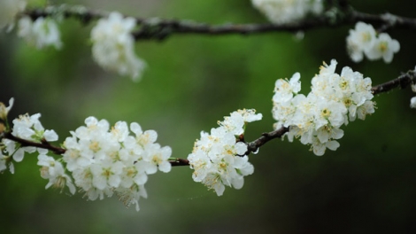 T'RUIH PHÁT THANH T'NGAY 24/1