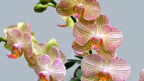 T'RUIH PHÁT THANH T'NGAY 04/02/2017