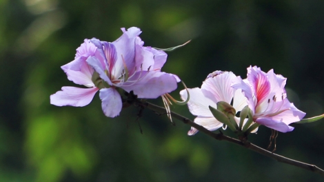 T'RUIH PHÁT THANH T'NGAY 28/3/2017