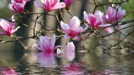 T'RUIH PHÁT THANH T'NGAY 30/3/2017