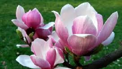 Chính sách t’mêê liêm chr’nắp vêy tơợp đươi tơợ c’xêê 4/2017