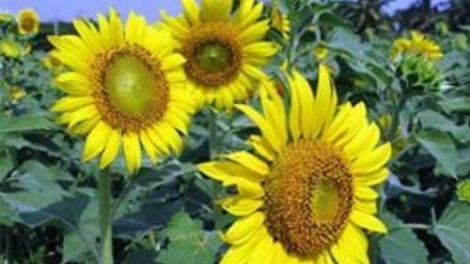 T'RUIH PAXUL T'NGAY 7/12/2017