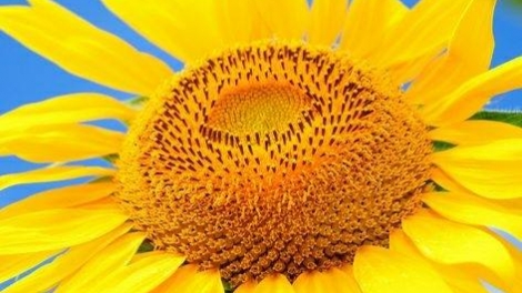 CA NHẠC_ ĐỒNG BÀO CÁC DÂN TỘC VỚI BÁC HỒ