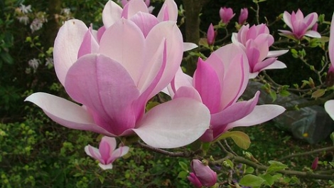 T'RUIH PHÁT THANH T'NGAY 27/4/2017