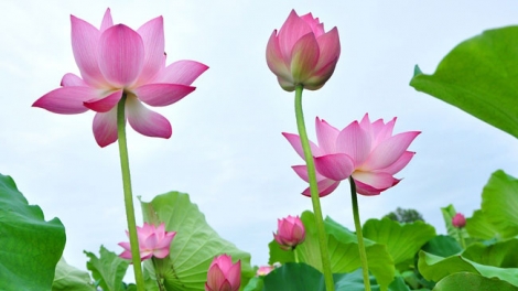 T'RUIH PHÁT THANH T'NGAY 13/5/2017