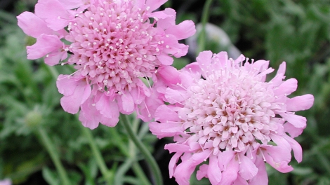 T'RUIH PAXUL T'NGAY 21/8/2017