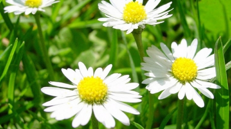 T'RUIH PHÁT THANH T'NGAY 10/5/2017