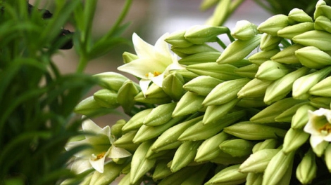 T'RUIH PHÁT THANH T'NGAY 02/7/2017