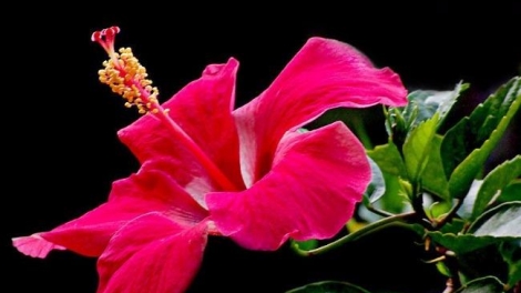 T'RUIH PAXUL T'NGAY 24/7/2017