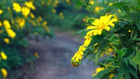 T'RUIH PAXUL T'NGAY 29/8/2017