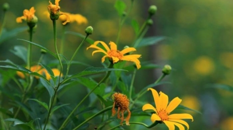 T'RUIH PAXUL T'NGAY 10/8/2017