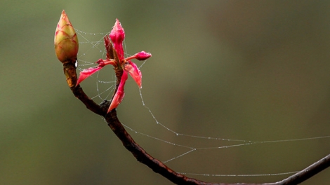 T'RUIH PAXUL T'NGAY 14/8/2017