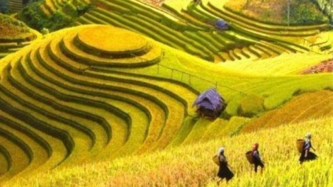 Mù Cang Chải hân noo ha roo đọm