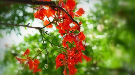 ĐÀ NẴNG TÌNH NGƯỜI_ QUANG HÀO