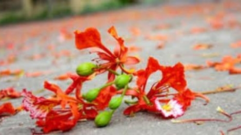 T'RUIH PAXUL T'NGAY 03/9/2017