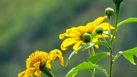 Cơng cha groong lâng zư pa dưah ca dzăl