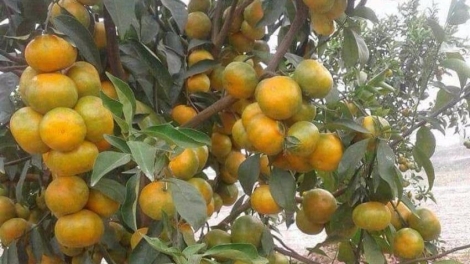 T’hước tước pa dưr chr’nắp píh sạch yêm Tây Giang