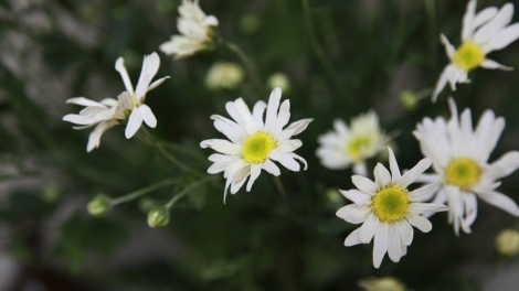 T'RUIH PAXUL T'NGAY 24/11/2017