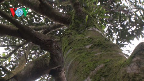 Video: CHIẾN LƯỢC PHÁT TRIỂN CÂY DƯỢC LIỆU Ở NAM TRÀ MY