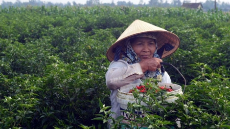 Quảng Ngãi: Zúp zooi xăl chr’nóh chr’bêết cóh k’tiếc goóh