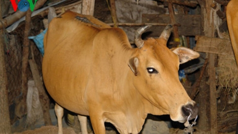 C’roóc m’ma zooi đha nuôr đha rựt âng Bộ đội Biên phòng