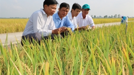 Đồng Tháp bhrợ t’bhưah bh’rợ bêết ha roo sạch, ha roo hữu cơ