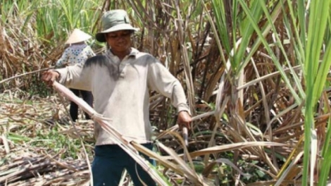 Quảng Ngãi: Cắh zâp manứih pabhrợ-manứih chóh a’tao ặt dzoọng cắh têêm ngăn