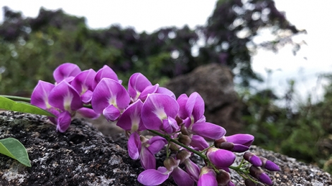 CA NHẠC CHO BẠN TRẺ