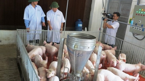 Bình Định: Phê bình Chủ tịch UBND 3 chr’hoong cắh t’bhlâng lêy zư padưr a’ọc băn