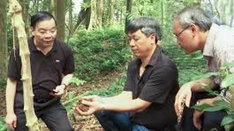 Bhrợ pa dưr đề án k’rong pa zêng pa dưr sâm Ngọc Linh