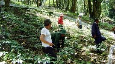 Quảng Nam:  G’lúh tr’nơợp bhrợ têng Bhiệc bhan “ Sâm Ngọc Linh”
