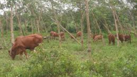 Rau liêm choom tơợ bh’rợ băn c’roóc cóh crâng