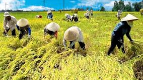 Gia Lai bhrợ têng clung ga mắc đoọng ha 5 rau t’nơơm chr’nóh bha lâng