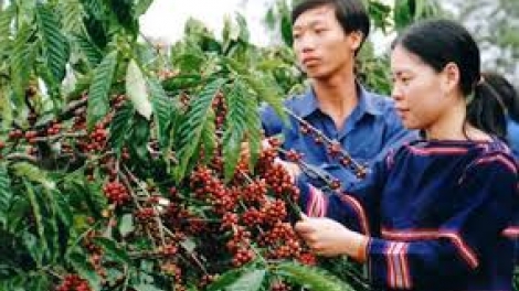 Đăc Lăc: K’rong bhrợ lấh 12.700 tỷ đồng đoọng pa dưr cà phê ha dưr đanh mâng