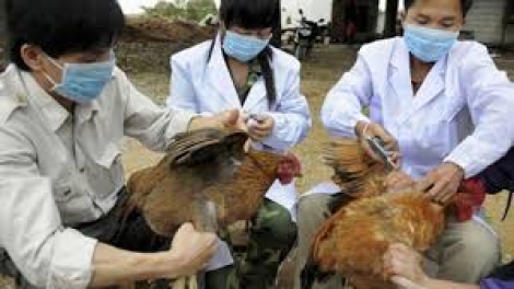 Nam Định lâng Nghệ An zêl cha groong pr’lúh cúm cóh bh’năn a tứch a đha