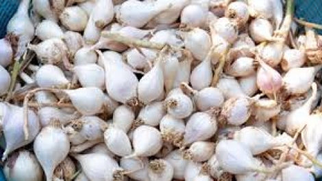 Quảng Ngãi: Tỏi Lý Sơn bơơn bấc, bh’nơơn dal