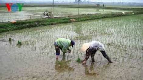 Quảng Trị: T’bhlâng đoọng bhrợ têng hân noo ha ót ha pruốt tơợ tr’nơớp c’moo t’mêê