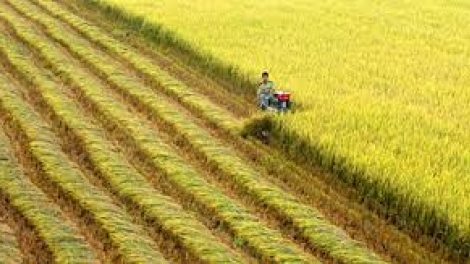 Bình Định bơơn 95% c’lâng bh’rợ bhrợ têng hân noo ha ọt ha pruốt 2016-2017