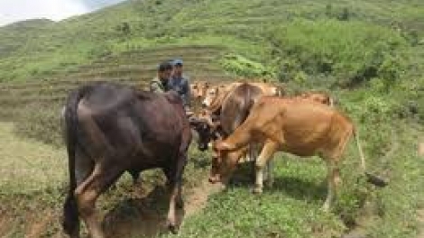 Sơn La dự án ngân hàng k’roóc chrooi pa’xoọng zúp đoọng bấc pr’loọng đha’rứt têêm ngăn pr’ắt tr’mung