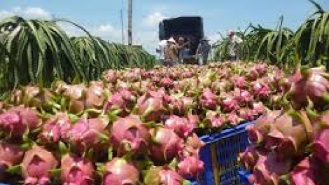 Bình Thuận: Chr’nắp âng thanh long dzoóc tơợ 3 r’bhâu tước 5 r’bhâu đồng muy kg