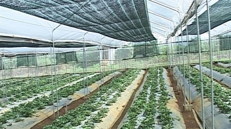 Kon Tum: Bấc dự án tơợp bhrợ têng k’rong ooy bh’rợ ha rêê đhuốch công nghệ dal