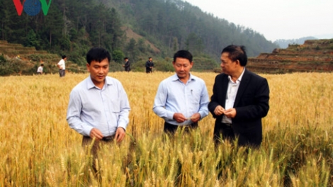Chr’hoong Mù Cang Chải, Yên Bái: Đơơng t’moọt tơơm ha roo mỳ chóh cóh k’tiếc ruộng chuôr