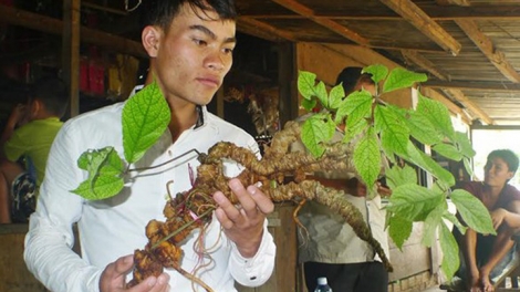 Kon Tum: Bhrợ g’lúh k’rơ zêl cha’groong pacâl sâm Ngọc Linh g’lợc