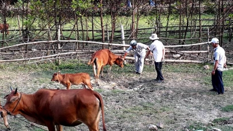 Quảng Nam: Nông Sơn năl đương cha groong lâng zêl pr’lúh cr’ay cóh bh’năn