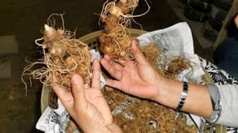 Kon Tum: Lưm k’đháp đhị bhrợ têng đhr’năng pa câl sâm Ngọc Linh