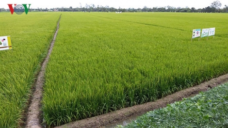 Apêê tỉnh đắh Nam: Vêy lấh 6.200ha ha roo cha nọong c’lọt bọo pr’lúh rớơc răng, n’jọom tơơm, k’puôl a xậ
