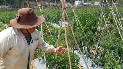 Lâm Đồng: Lấh 70% bhươn ươm crêê bọo vi rút bhrợ t’váih pr’lúh k’puôl a xậ dzar