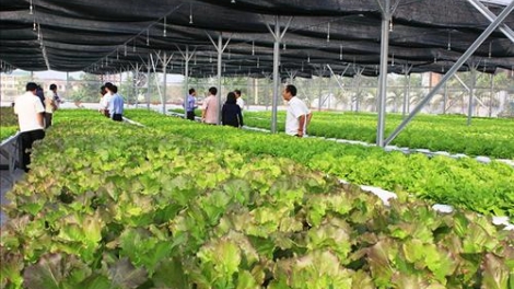 Quảng Trị: Bhrợ têng xa nay bh’rợ nông nghiệp sạch, công nghệ dal