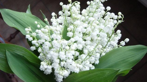 T'RUIH T'NGAY 20/12/2017