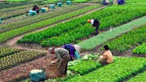 Yên Bái: Pa dưr nông nghiệp ting c’bhúh chrnắp